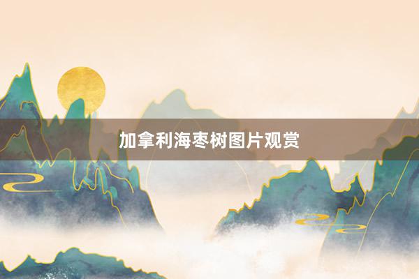 加拿利海枣树图片观赏