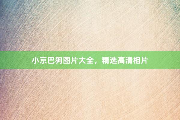 小京巴狗图片大全，精选高清相片